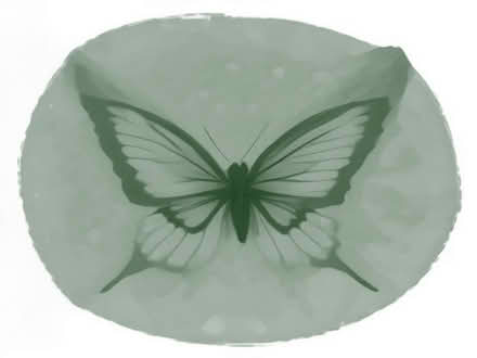 Photo of Butterfly netting (Twerton BA2) #1