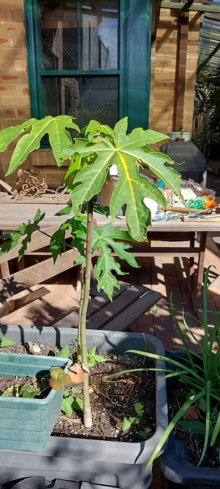 Photo of free Used Shade Cloth and Papaya (Camperdown 2050) #3