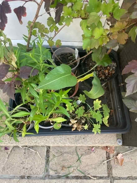 Photo of free Established cuttings (Palmers Green N13) #1