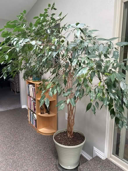Photo of free 6 ft tall ficus tree (NE Heights) #2