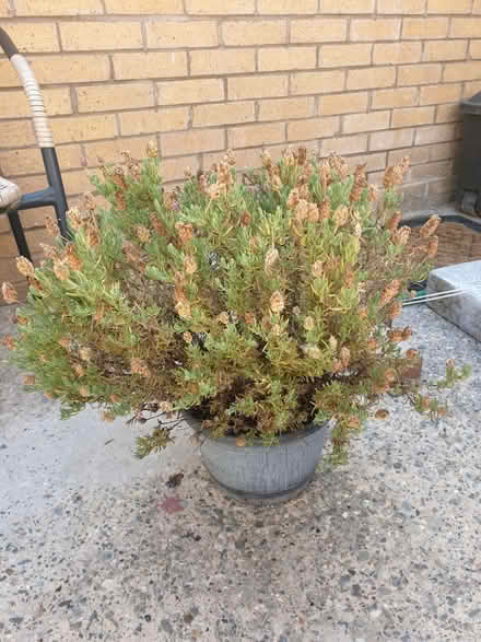 Photo of free Lavender Plant needs TLC (toxteth L8) #2