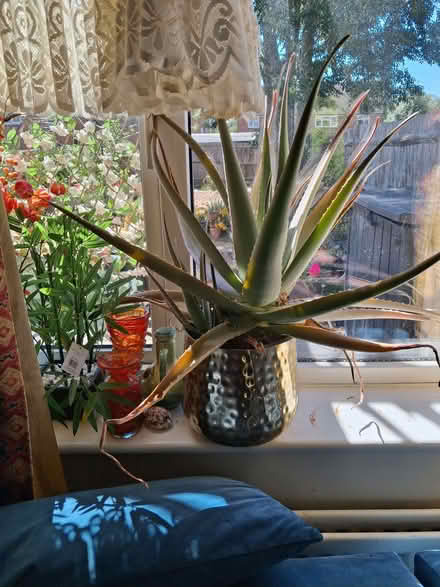 Photo of free Aloe Vera plant. ( Not the pot ) (Otford TN14) #1