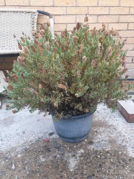 Photo of free Lavender Plant needs TLC (toxteth L8) #1
