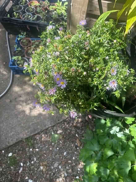 Photo of free Michaelmas dausy (Heysham LA3) #1