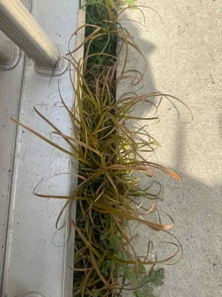 Photo of free Ornamental grass (Lofthouse Gate WF3) #1