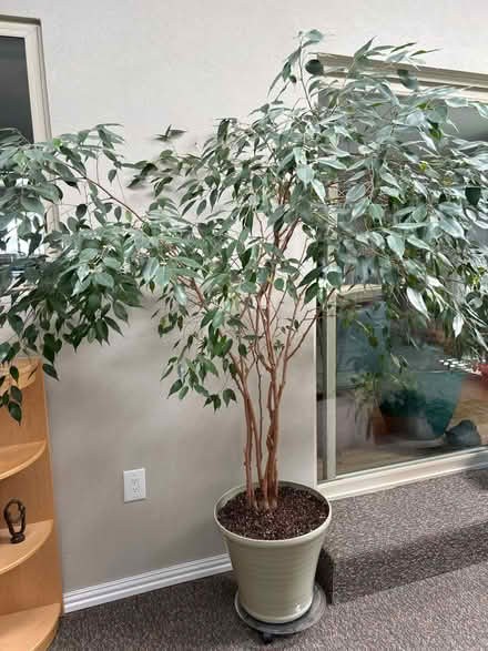 Photo of free 6 ft tall ficus tree (NE Heights) #1