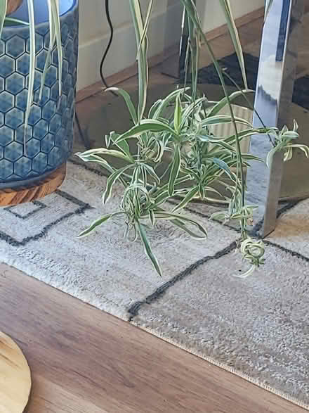 Photo of free Baby spider plants (Ewell KT19) #1