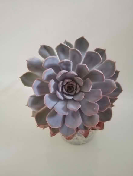 Photo of free Houseplants (Brincliffe S11) #2