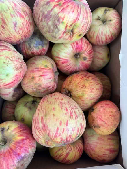 Photo of free Gravenstein apples (Kirkland) #1