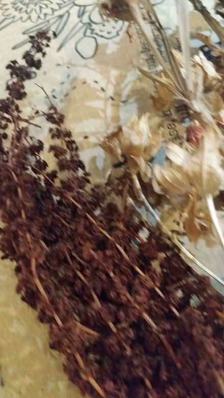 Photo of free Dried flowers (Tupsley HR1) #3