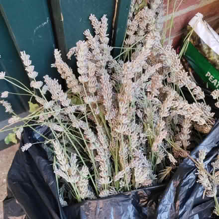 Photo of free Fresh cut lavender 🪻 (Beckenham BR3) #1