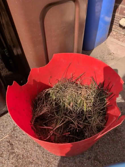 Photo of free Grass (Woodseats S8) #1