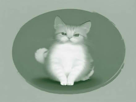 Photo of Kitten stuff (Kentwood RG31) #1