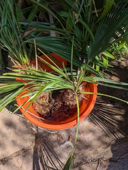Photo of free Palm cuttings (Portslade by Sea BN41) #2