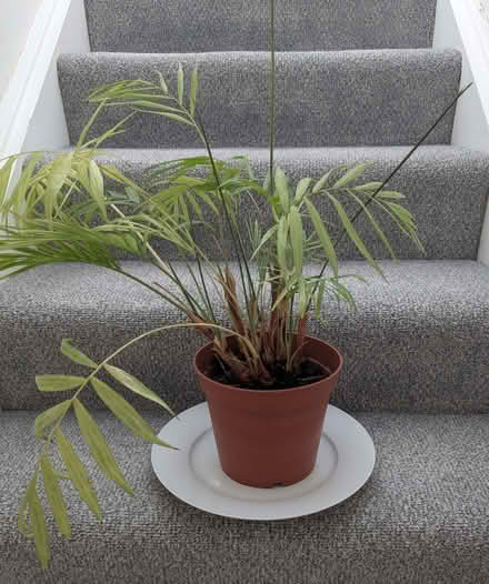 Photo of free Parlour Palm (Beulah Hill SE19) #1
