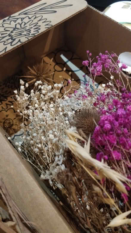Photo of free Dried flowers (Tupsley HR1) #4
