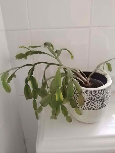 Photo of free Houseplants (Brincliffe S11) #3