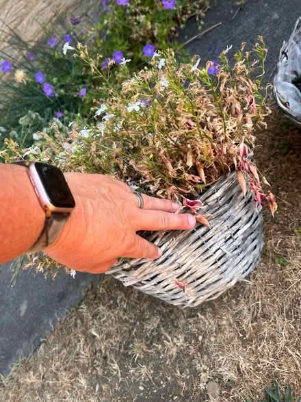Photo of free Hanging baskets (West Oxfordshire OX28) #2