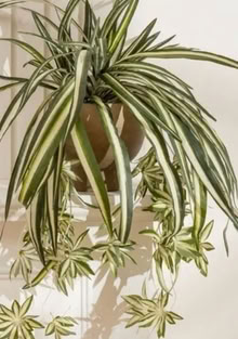 Photo of Spider plant baby (Great Rollright OX7) #1