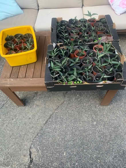 Photo of free 30 ish Mexican hat plants potted ready to go (Ruston YO13) #1
