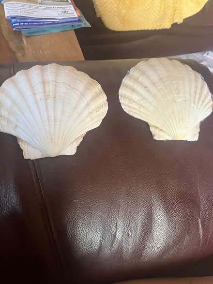 Photo of free Sea shell decoration (Coulsdon, CR5) #1