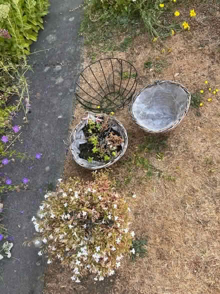 Photo of free Hanging baskets (West Oxfordshire OX28) #1
