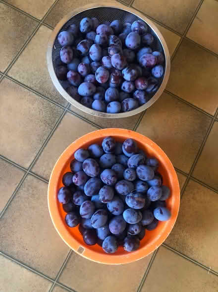 Photo of free Plums (Lydiard Millicent SN5) #1