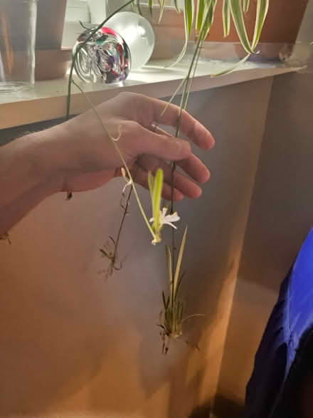 Photo of free Spiderlings ready to plant (60015) #1