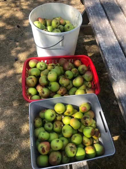 Photo of free Cooking apples (Lydiard Millicent SN5) #1