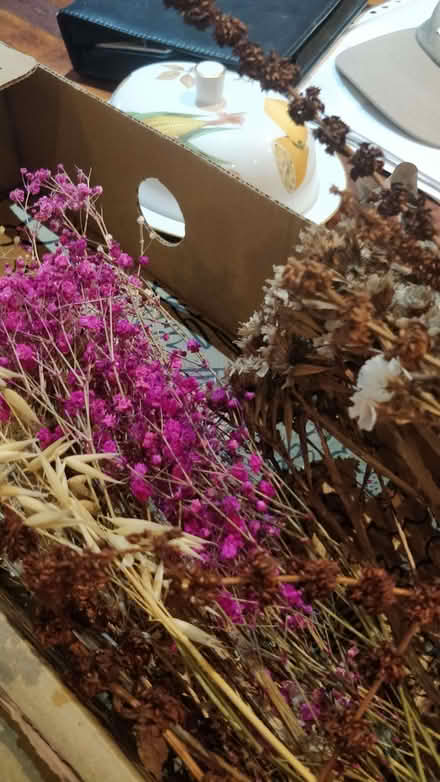 Photo of free Dried flowers (Tupsley HR1) #1