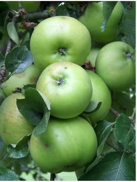 Photo of free Cooking apples (Weston BA1) #1
