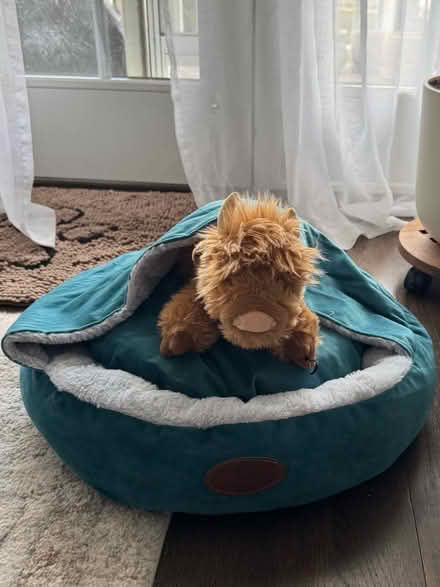 Photo of free Dog/Cat Bed (Wakefield) #1