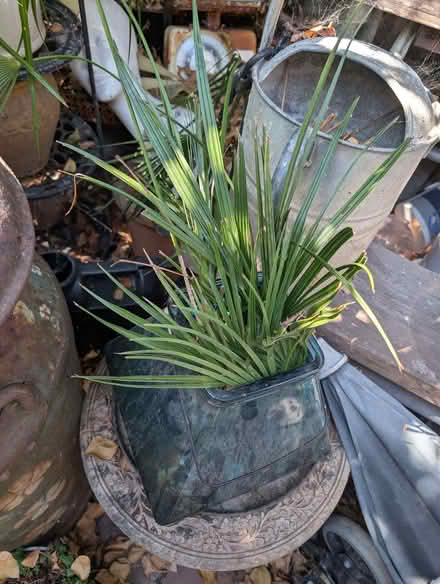 Photo of free Palm cuttings (Portslade by Sea BN41) #1