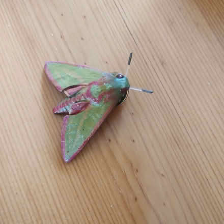 Photo of free Hawk Moth Pin Brooch (Rayleigh SS6) #2