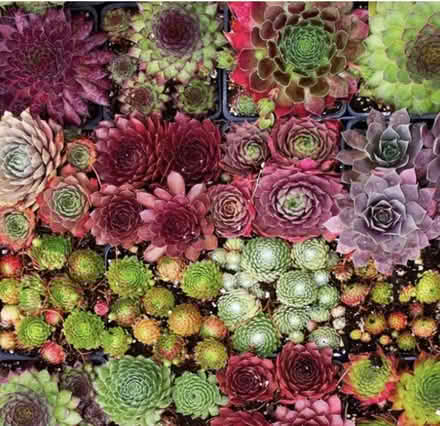 Photo of Succulents (Gosport PO12) #1