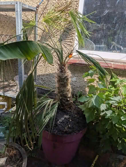 Photo of free Palm cuttings (Portslade by Sea BN41) #3