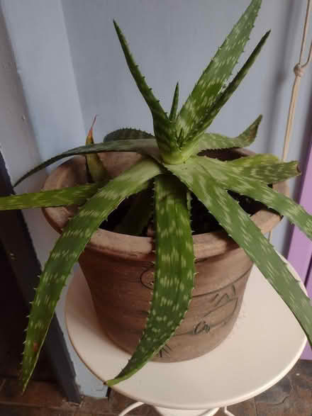 Photo of free Large aloe vera in pot (Sherwood NG5) #1