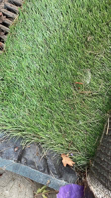 Photo of free Large roll of astroturf (Gipsy Hill SE19) #4