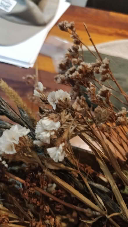 Photo of free Dried flowers (Tupsley HR1) #2