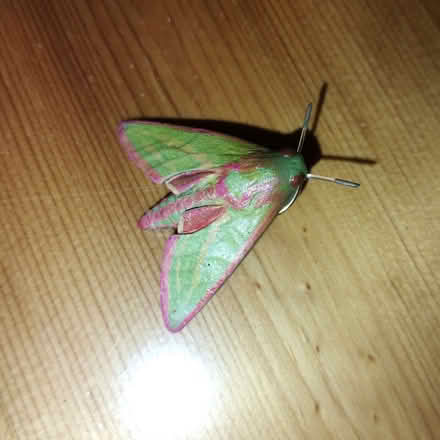 Photo of free Hawk Moth Pin Brooch (Rayleigh SS6) #1