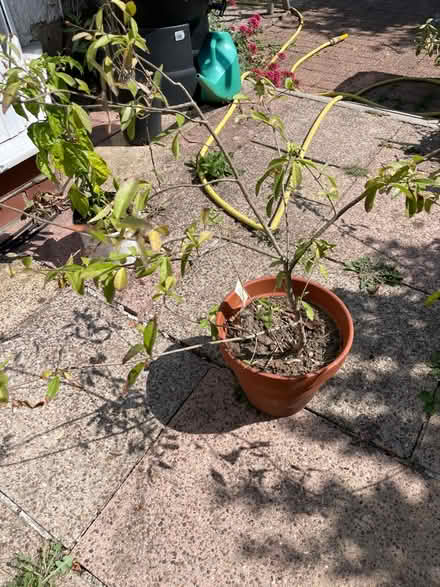 Photo of free Wild cherry tree (S7 Carter knowle) #1