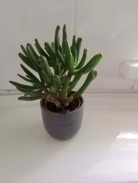 Photo of free Houseplants (Brincliffe S11) #4