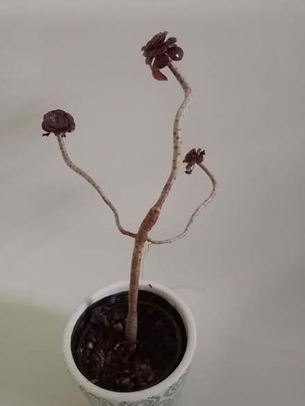 Photo of free Houseplants (Brincliffe S11) #1
