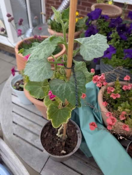 Photo of free Butternut squash plant (Cranham Gate GL3) #1