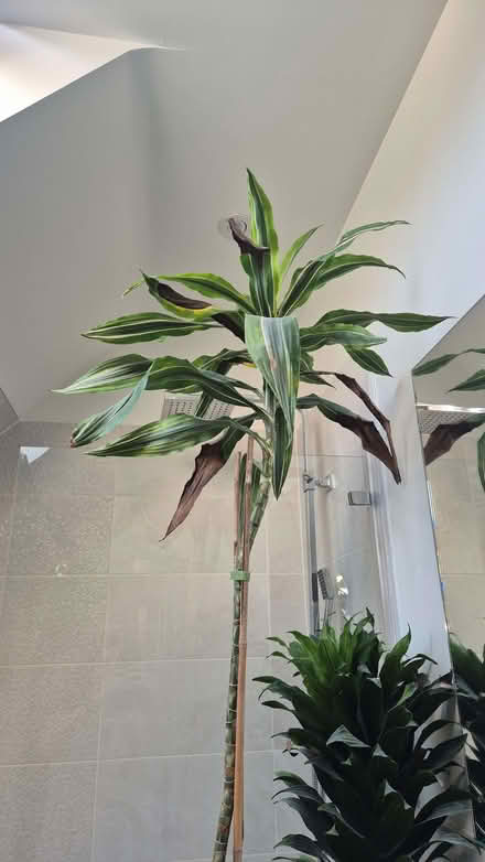 Photo of free Two large dracaena plants (Kidlington OX5) #3
