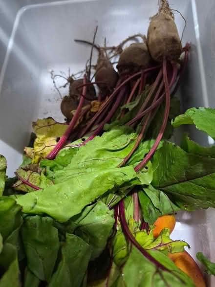 Photo of free Beets, other veggies (St.Louis Park) #1