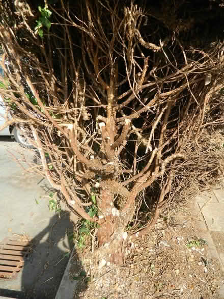 Photo of free logs (taunton TA4) #2