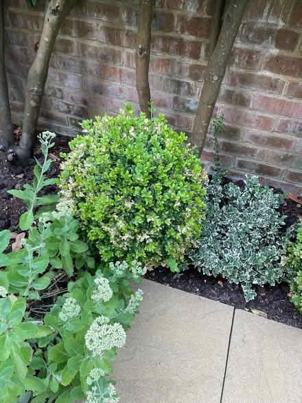 Photo of free Box Hedges (Hazlemere HP15) #4