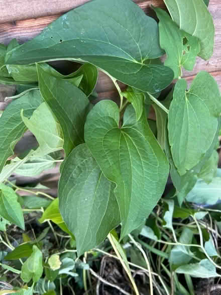 Photo of free Pond plant (Little Herberts GL53) #3