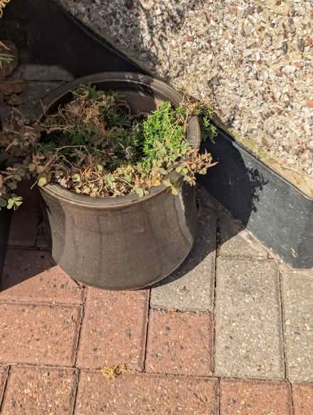 Photo of free Garden plants (Enfield EN3) #2